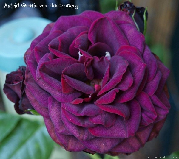 'Astrid Gräfin von Hardenberg' rose photo