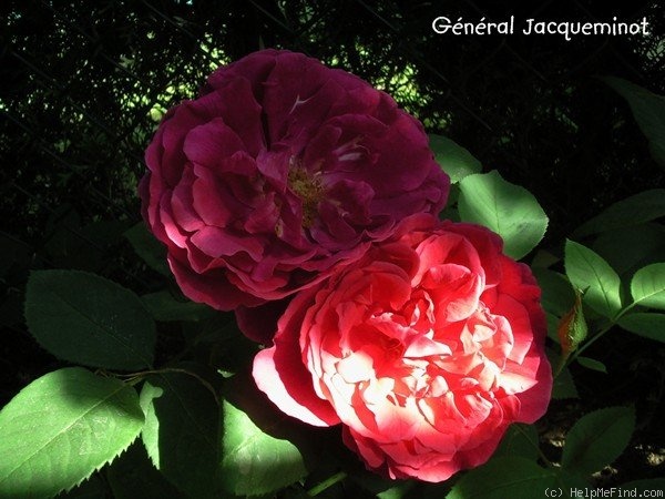 'Jack Rose' rose photo