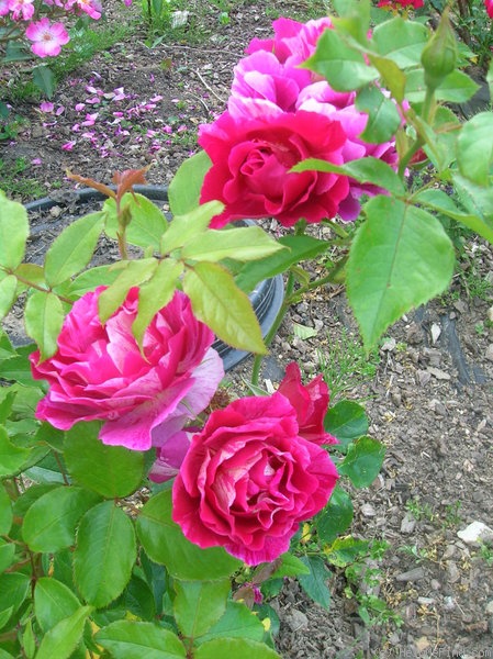 'Haus Habsburg' rose photo