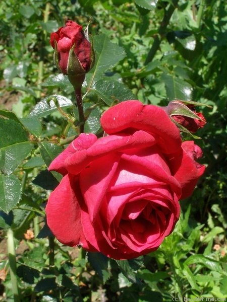 'Andrej Kmeť' rose photo