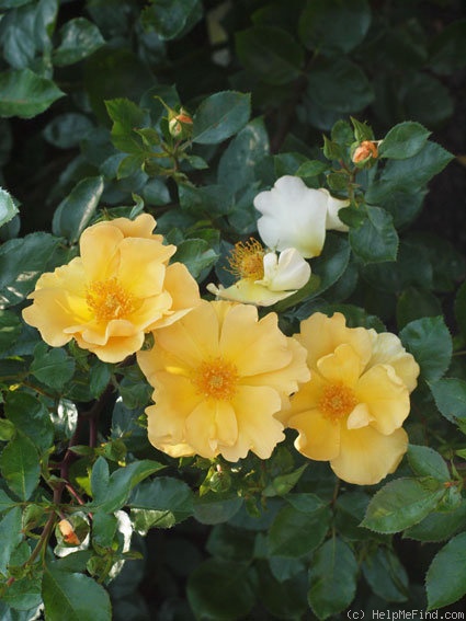 'Apricot Queen (shrub, Interplant, 1999)' rose photo