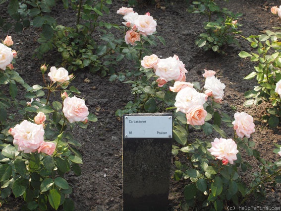 'Carcassonne Castle' rose photo