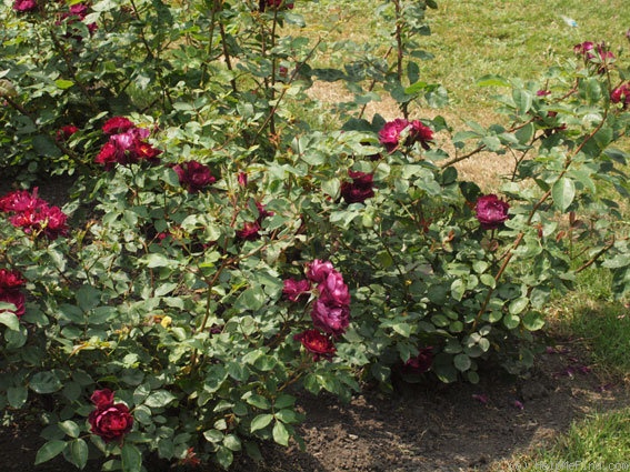 'Cardinal Hume ® (Shrub, Harkness 1982)' rose photo