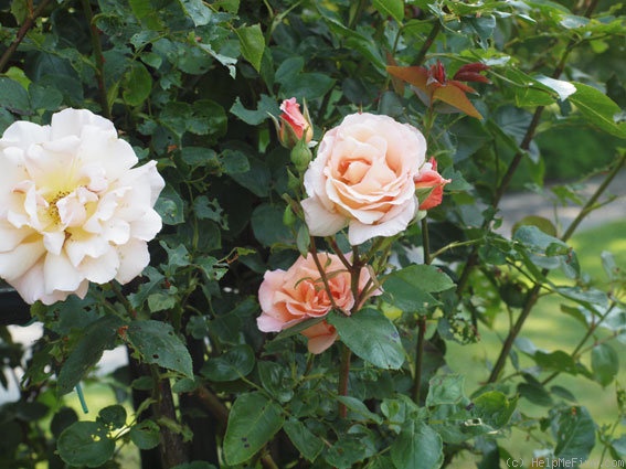 'Compassion ® (Large-Flowered Climber Harkness, 1972)' rose photo