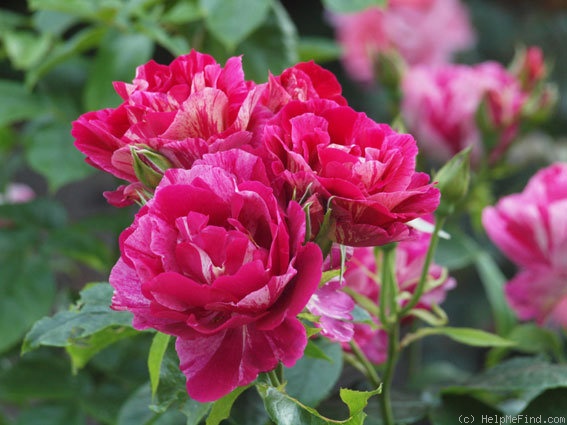 'Guy Savoy' rose photo