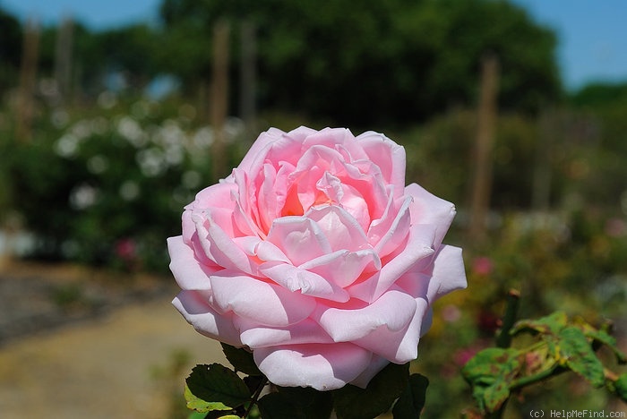 'Arillaga' rose photo