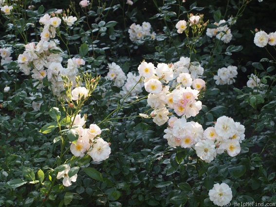 'Sourire d'Orchidée' rose photo