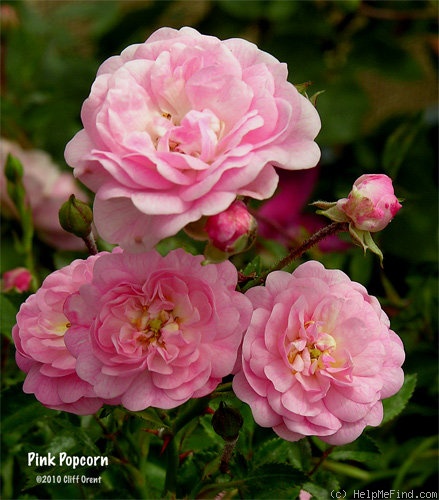 'Pink Popcorn ™' rose photo