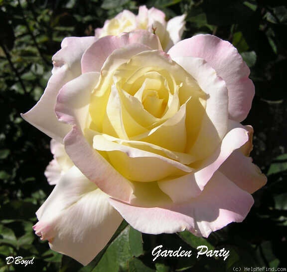 'Garden Party (hybrid tea, Swim, 1959)' rose photo