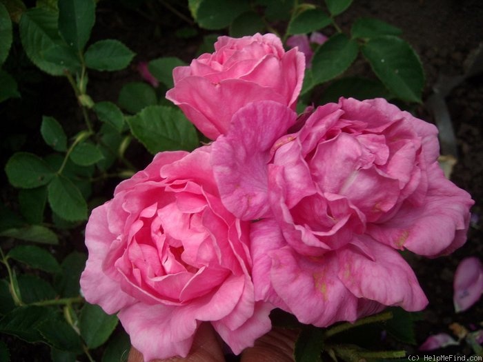 'Nordhausen' rose photo