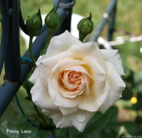 'Penny Lane (climber, Harkness, 1998)' rose photo