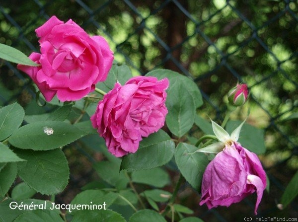 'Jack Rose' rose photo