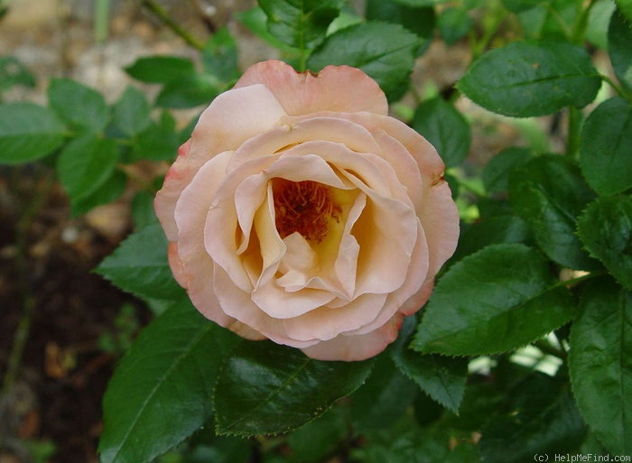 'Vendée Impériale ®' rose photo