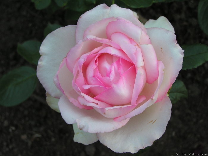 'Honoré de Balzac ® (floribunda, Meillans, 1996)' rose photo