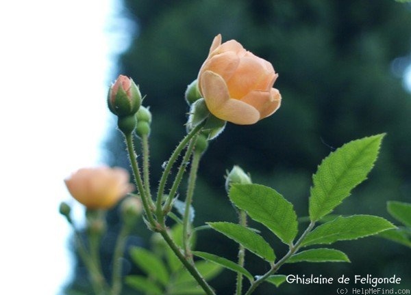 'Ghislaine de Féligonde' rose photo