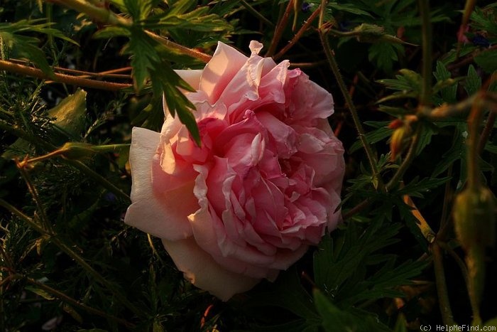 'Desdemona (hybrid tea, Paul, 1911)' rose photo