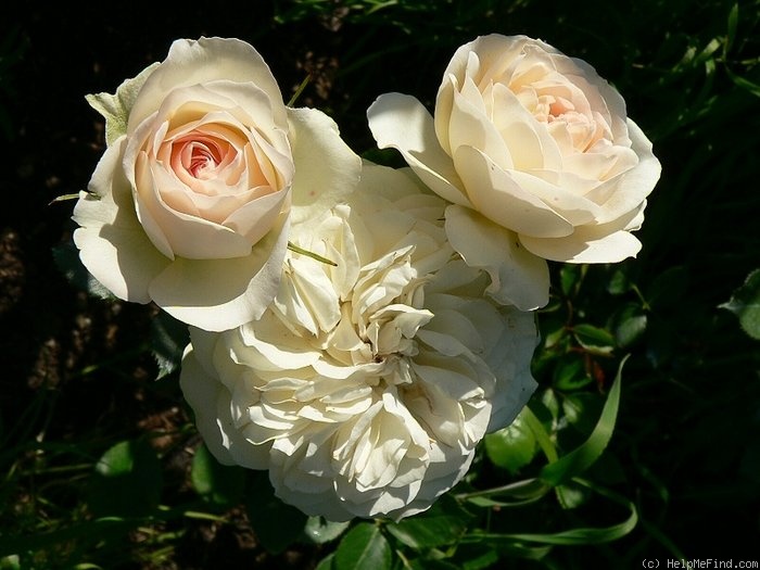 'Pastella ® (floribunda, Evers/Tantau, 1998)' rose photo