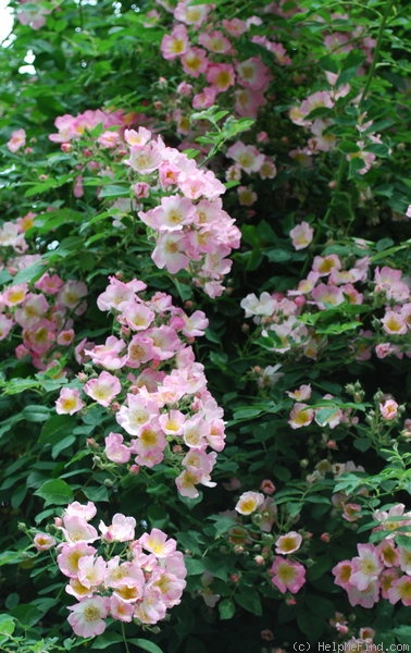 'Kew Rambler' rose photo