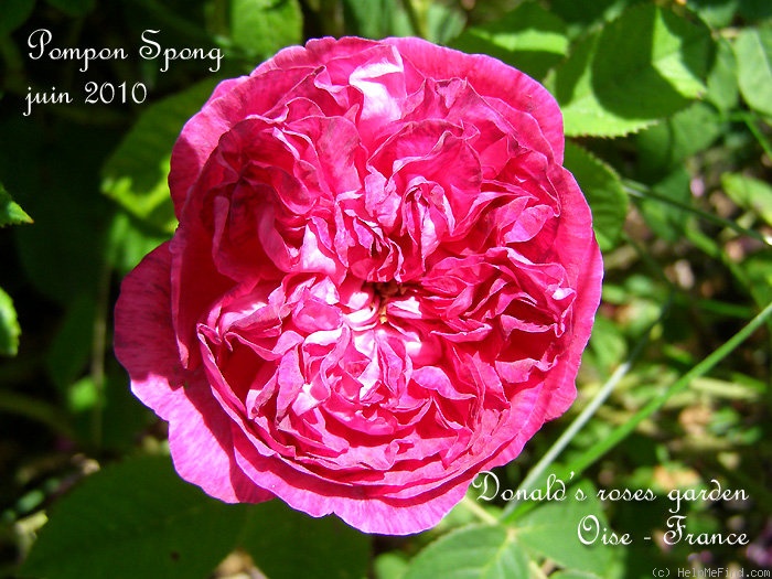 'Pompon Spong (Sangerhausen)' rose photo