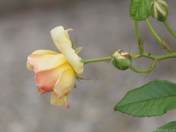 'Phyllis Bide (Polyantha Cl, Bide, 1923)' rose photo