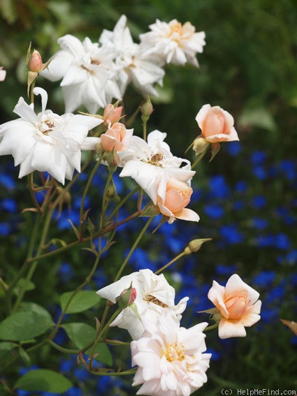 'Perle d'Or (polyantha, Rambaux, 1875)' rose photo