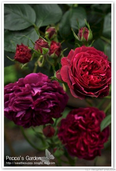 'Falstaff' rose photo