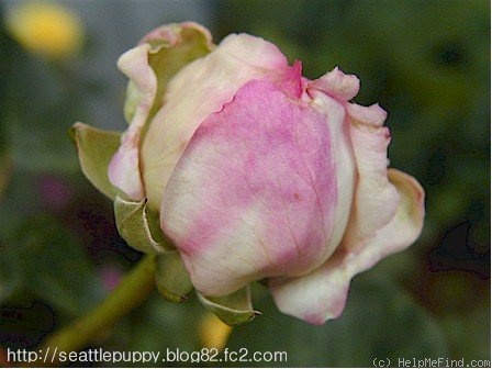 'Taischa' rose photo