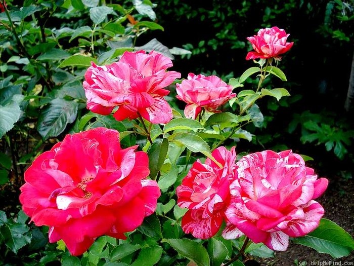 'Anniversaire' rose photo