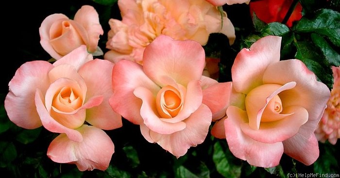 'King Arthur ® (floribunda, Harkness, 1988)' rose photo