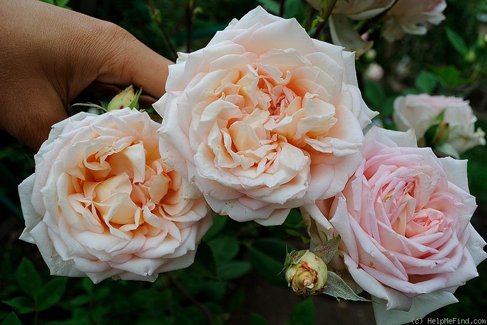 'Janet (shrub Austin, 2003)' rose photo