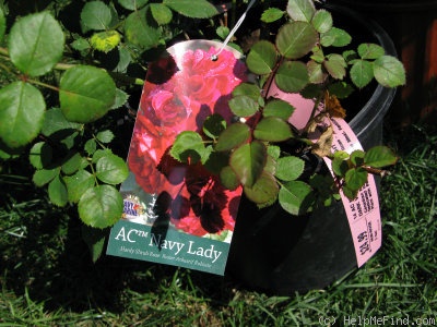 'AC Navy Lady' rose photo
