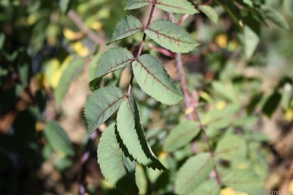 '<i>Rosa glauca</i> X <i>Rosa pendulina</i>' rose photo
