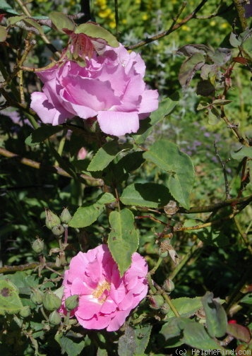'Zéphirine Drouhin (Bourbon, Bizot 1868)' rose photo