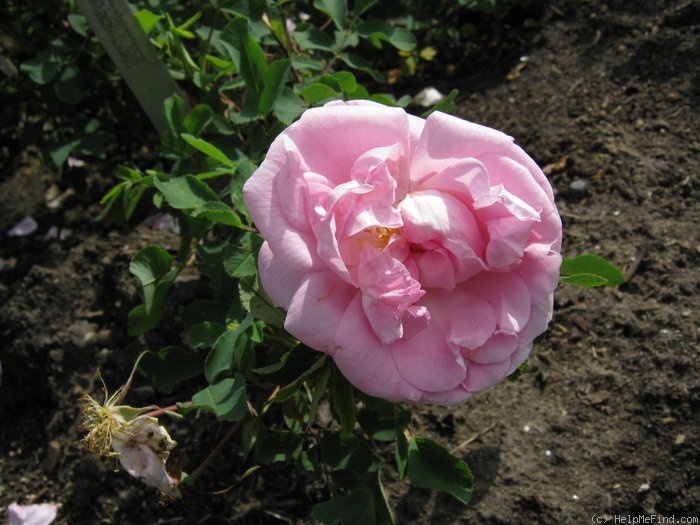 'Victory Year' rose photo