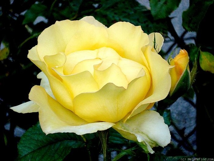'Lord Mountbatten' rose photo