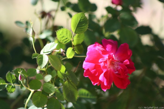 'Ragged Robin' rose photo