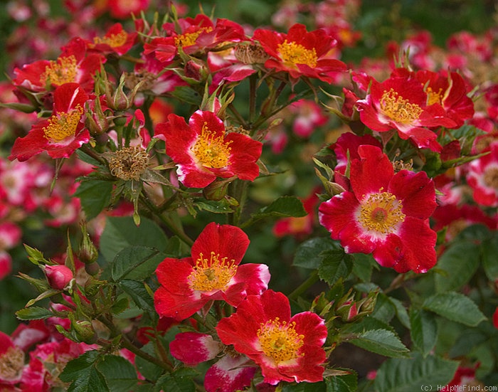 'Robin Red Breast (mini-flora, Interplant 1983)' rose photo