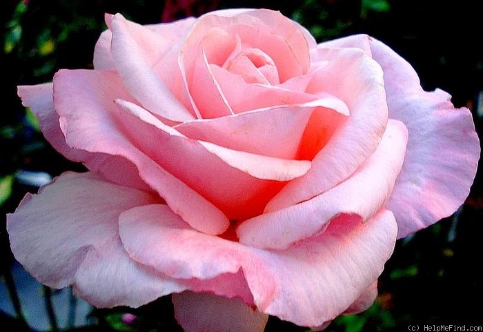 'Carole Bouquet' rose photo