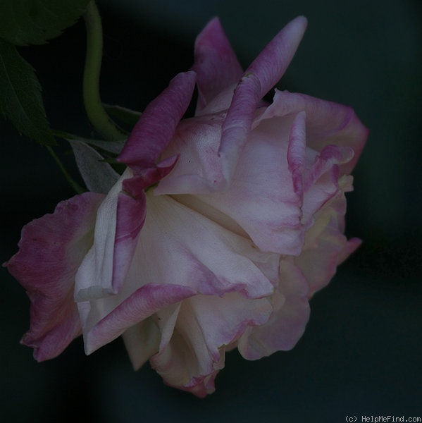 'Homère' rose, click to enlarge 'Homère' rose photo
