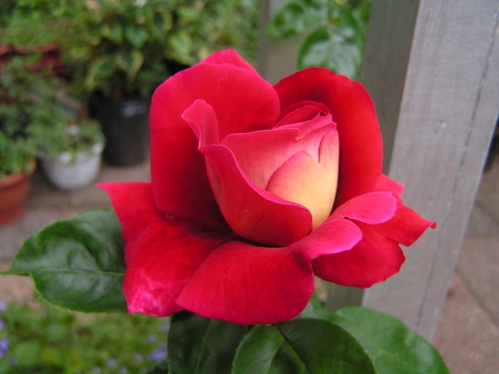 'Kronenbourg Cl.' rose photo