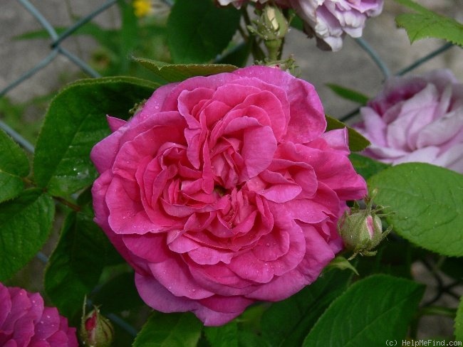 'Empress Joséphine' rose photo