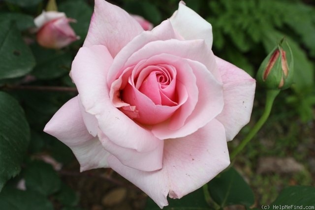 'Lady Sylvia, Cl.' rose photo