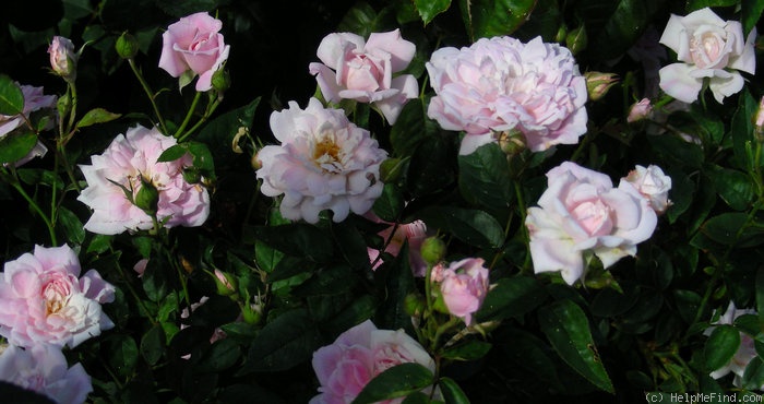 'Pink Poodle (Miniature, Moore, 1991)' rose photo