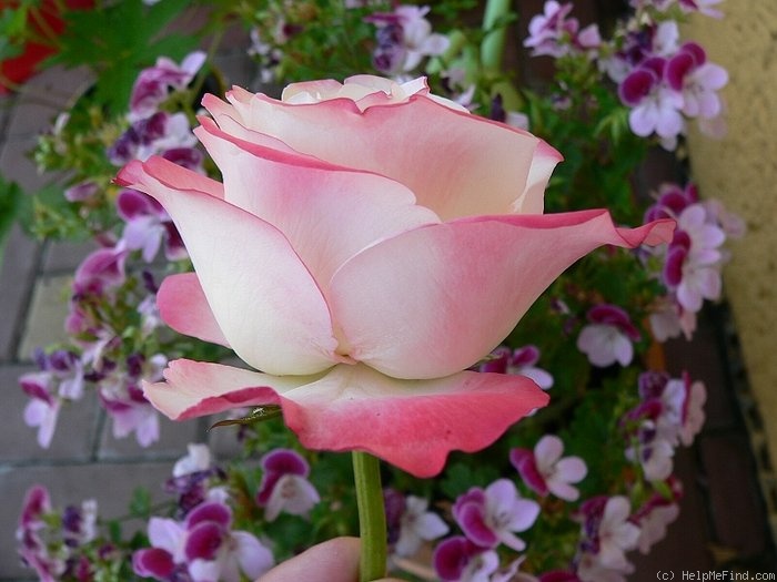 'Nostalgie ®' rose photo
