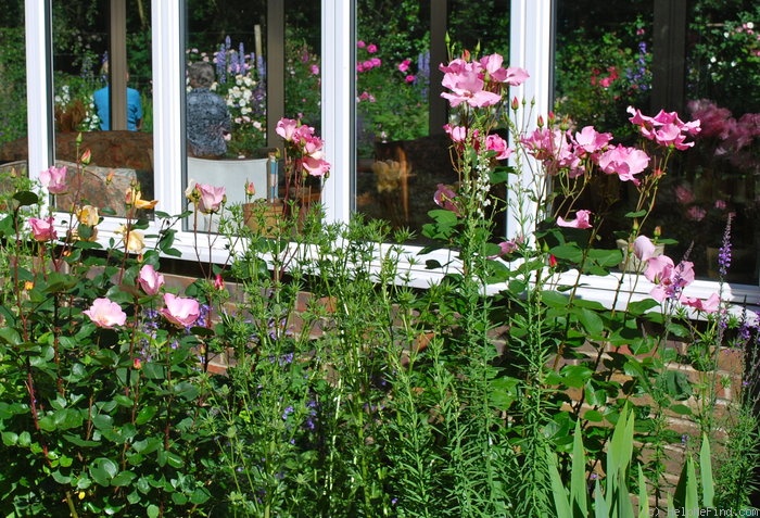 'Ellen Willmott (hybrid tea, Archer, 1935)' rose photo