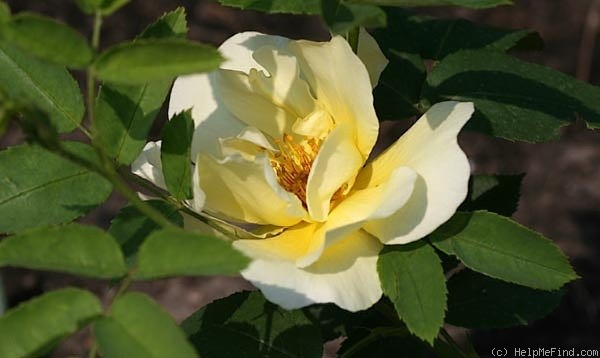 'Golden Wings (Shrub, Shepherd 1954)' rose photo