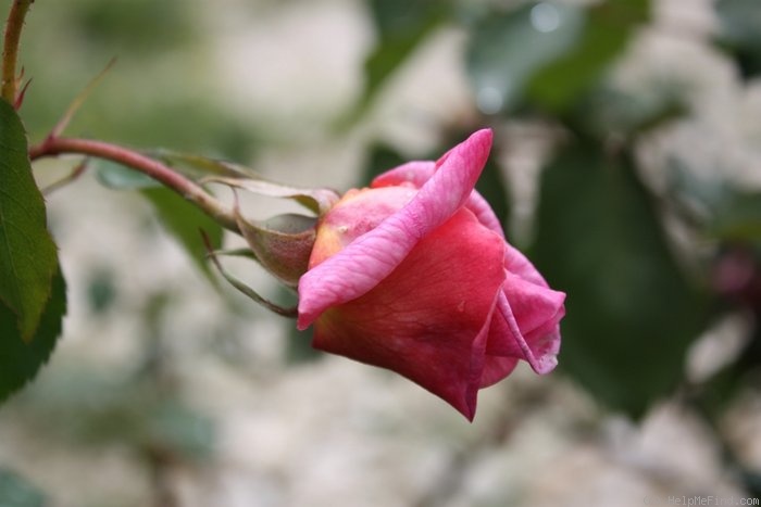 'Vicomtesse Pierre du Fou' rose photo