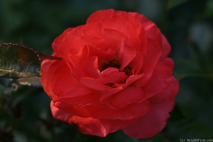 'For You With Love' rose photo