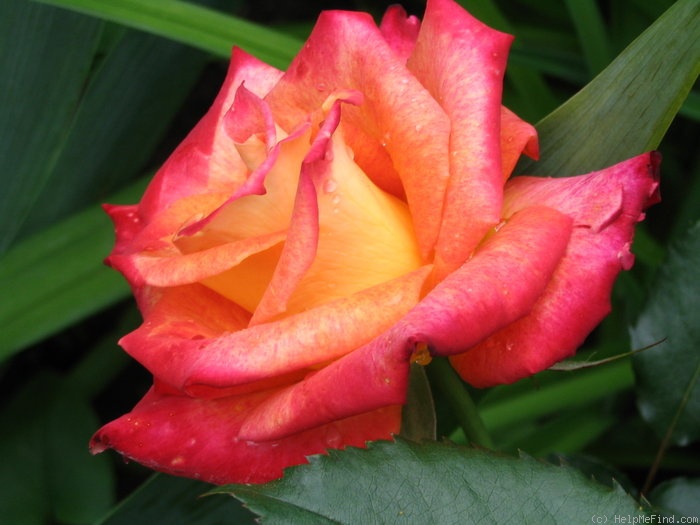 'Mein München' rose photo