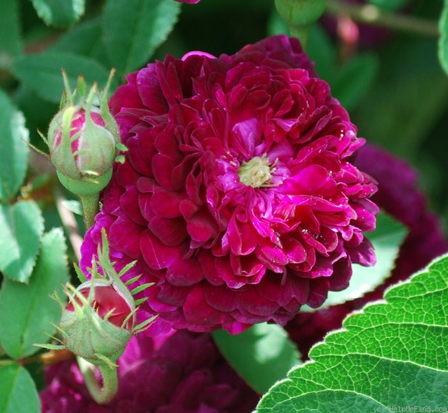 'Petite Renoncule' rose photo